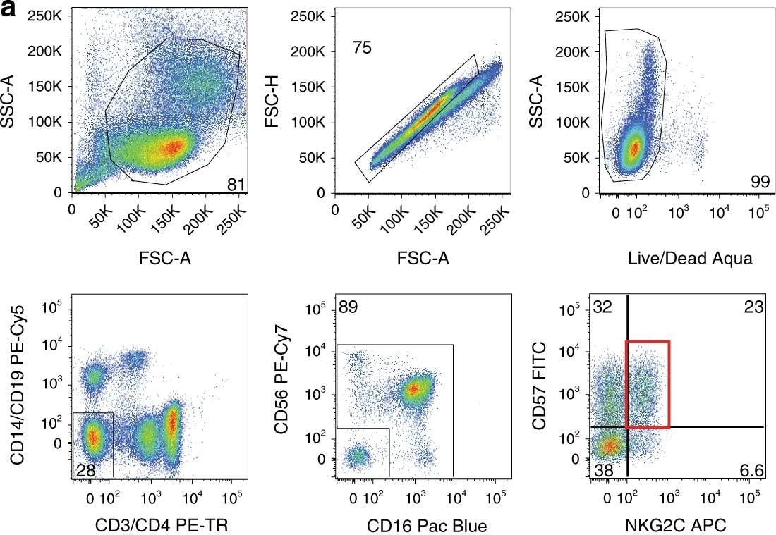 Detection of Human NKG2C/CD159c/KLRC2 by Flow Cytometry