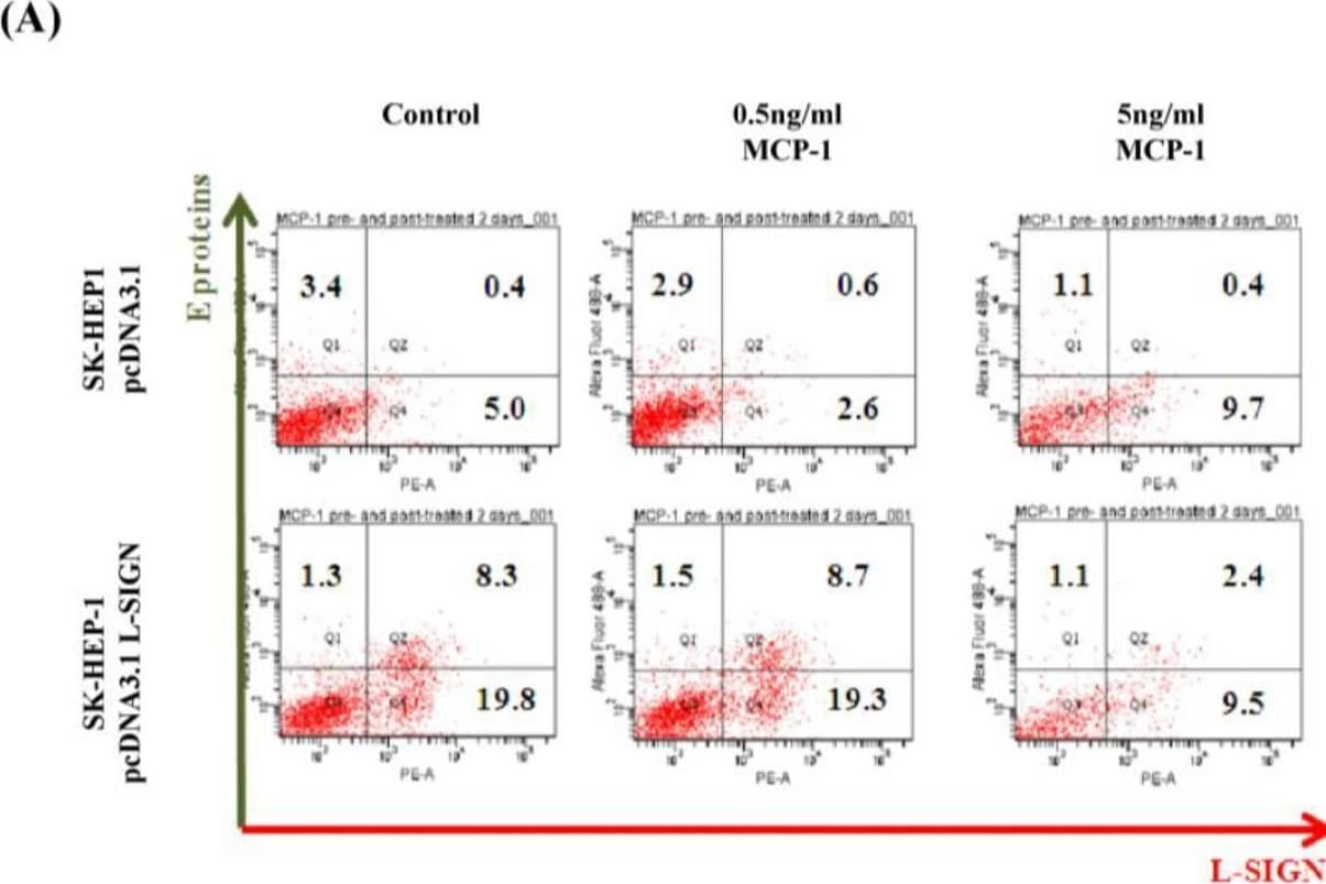 Detection of DC-SIGNR/CD299 by Flow Cytometry