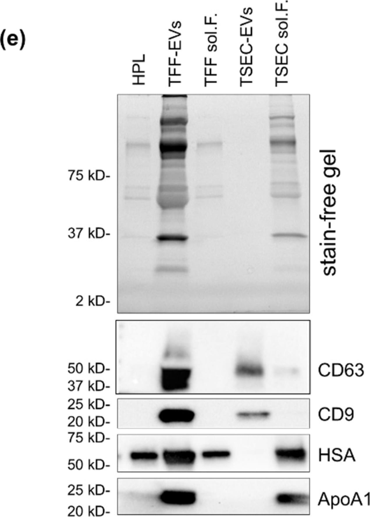 Detection of Human CD9 by Western Blot