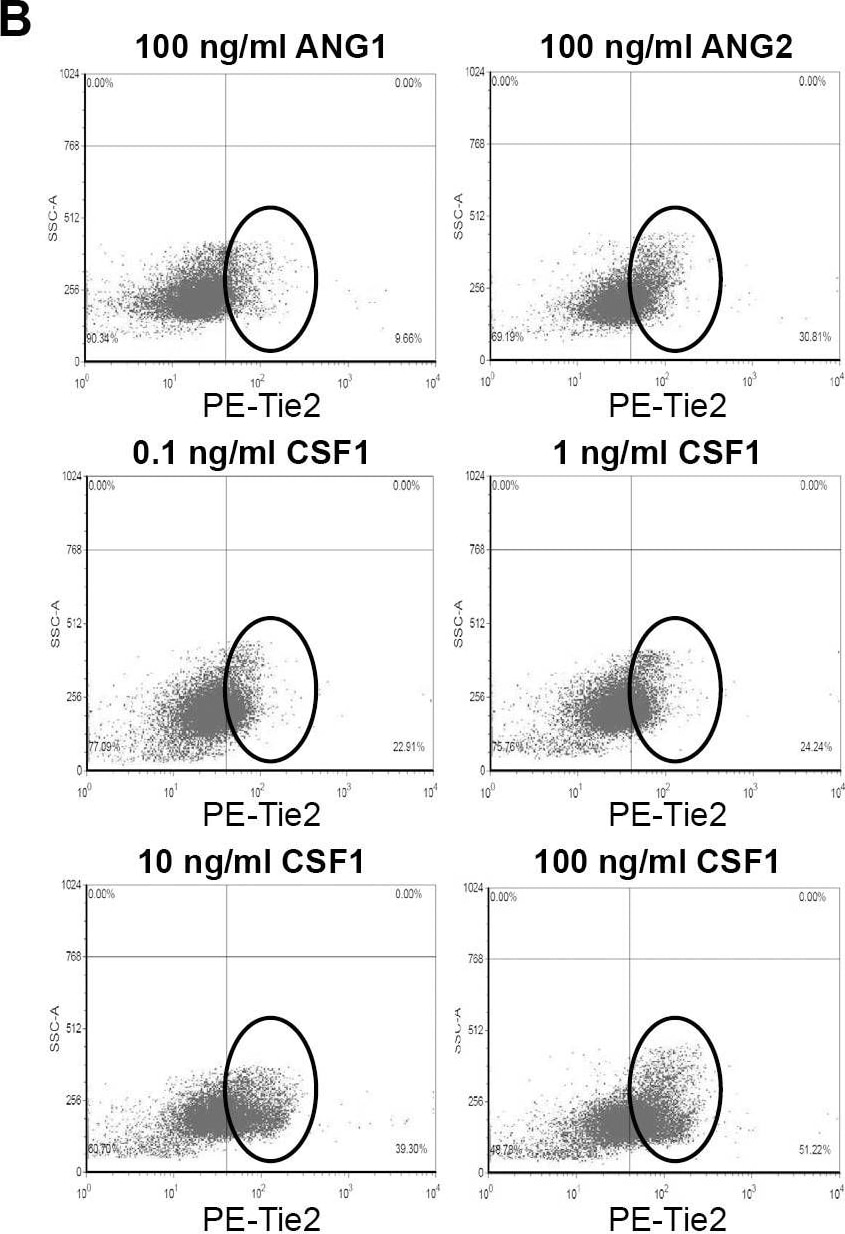 Detection of Mouse Human Tie-2 PE-conjugated Antibody by Flow Cytometry