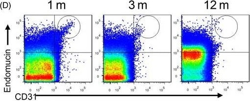 Detection of Mouse CD31/PECAM-1 by Flow Cytometry