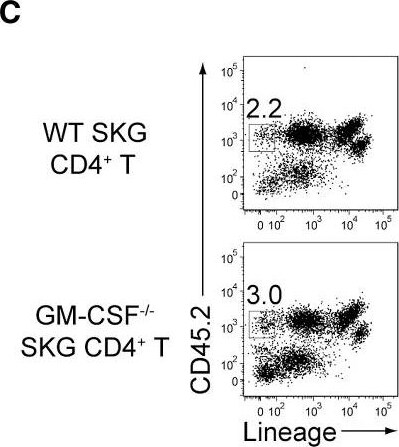 Detection of Mouse GM-CSFR alpha by Flow Cytometry