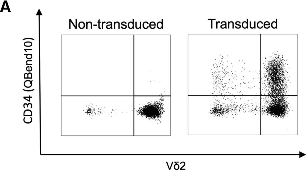 Detection of Human CD34 by Flow Cytometry