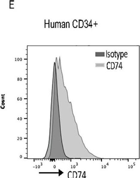 Detection of CD74 by Flow Cytometry
