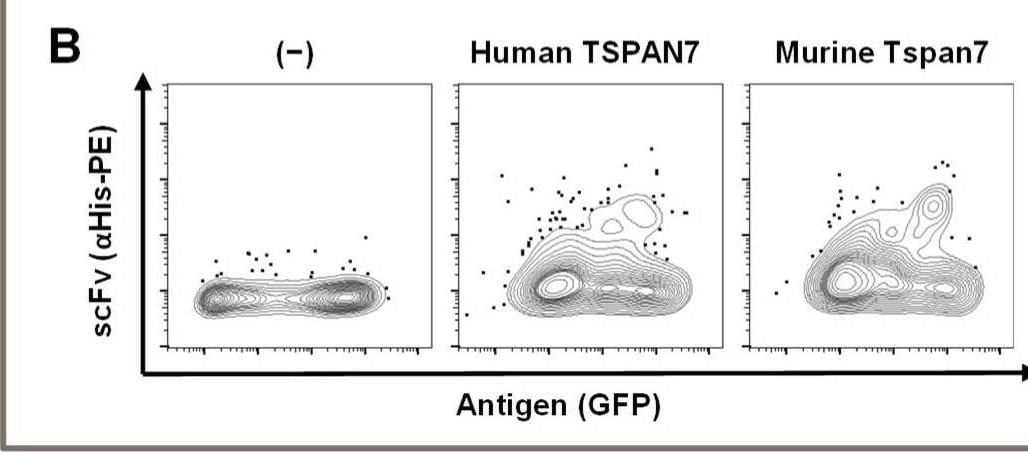 Detection of TSPAN7 by Flow Cytometry