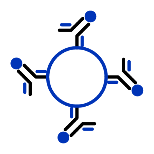 Flow Cytometry Antibodies
