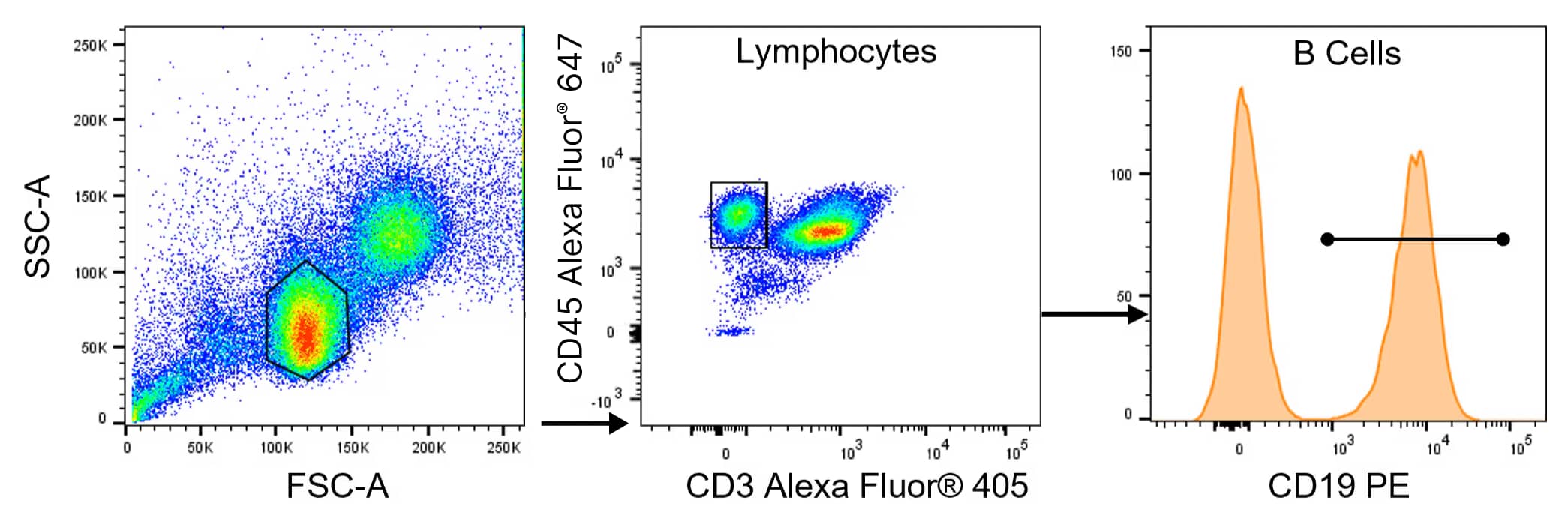 A: forward scatter, side scatter gating of human peripheral blood mononuclear cells by flow cytometry B: Gating of CD45+CD3- lymphocytes by flow cytometry following staining with R&D Systems antibodies
C: Detection of CD19+ B cells by flow cytometry following staining of CD45+CD3- lymphocytes with R&D Systems PE-conjugated Anti-Human CD19 Antibody.