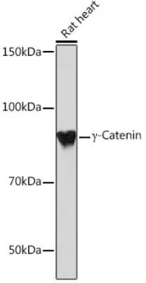 Western Blot: gamma Catenin Antibody (9O2K8) [NBP3-16344]