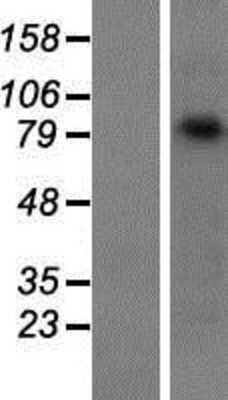 Western Blot: gamma Catenin Overexpression Lysate [NBP2-11586]