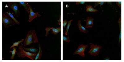 Immunocytochemistry/ Immunofluorescence: gamma Tubulin Antibody (4D11) [NB100-74421]