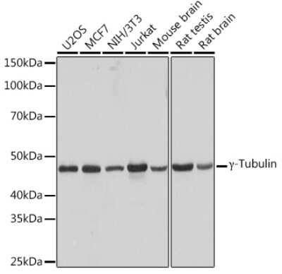 Western Blot: gamma Tubulin Antibody (5R3N3) [NBP3-16852]