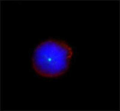 Immunocytochemistry/ Immunofluorescence: gamma Tubulin Antibody [NB120-11318]