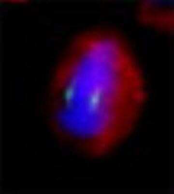Immunocytochemistry/ Immunofluorescence: gamma Tubulin Antibody [NB120-11318]