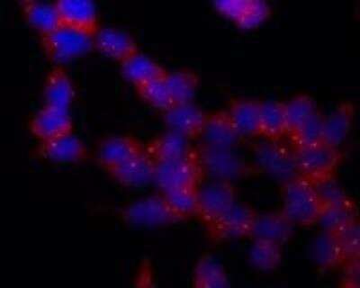 Immunocytochemistry/ Immunofluorescence: gamma Tubulin Antibody (TU-30) - BSA Free [NB500-574]