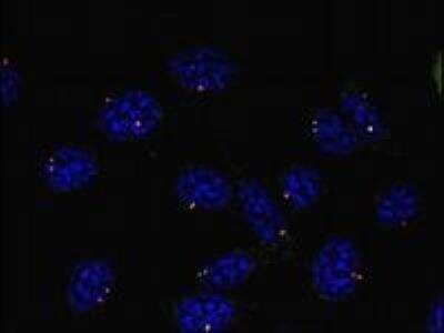 Immunocytochemistry/ Immunofluorescence: gamma Tubulin Antibody (TU-30) - BSA Free [NB500-574]