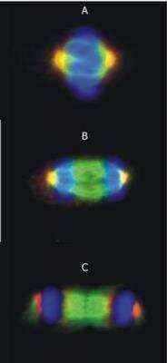 Immunocytochemistry/ Immunofluorescence: gamma Tubulin Antibody (TU-30) - BSA Free [NB500-574]