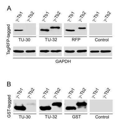 Western Blot: gamma Tubulin Antibody (TU-30)BSA Free [NB500-574]