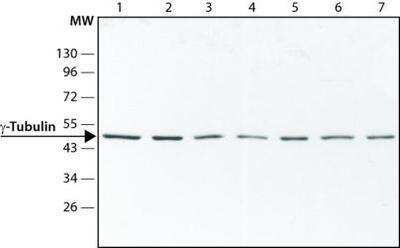 Western Blot: gamma Tubulin Antibody [NB120-11318]
