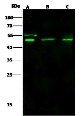 Western Blot: gamma Tubulin Antibody [NBP2-99067]