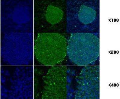 Immunocytochemistry/ Immunofluorescence: gp96/HSP90B1/GRP94 Antibody (2H3) - BSA Free [NBP1-04346]