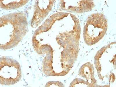 Immunohistochemistry-Paraffin: gp96/HSP90B1/GRP94 Antibody (9G10.F8.2) - IHC-Prediluted [NBP2-48046]