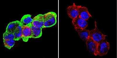 Immunocytochemistry/ Immunofluorescence: gp96/HSP90B1/GRP94 Antibody (9G10) [NB300-619]