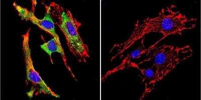 Immunocytochemistry/ Immunofluorescence: gp96/HSP90B1/GRP94 Antibody (9G10) [NB300-619]