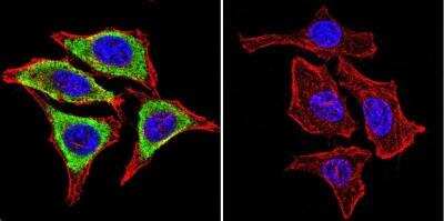 Immunocytochemistry/ Immunofluorescence: gp96/HSP90B1/GRP94 Antibody (9G10) [NB300-619]