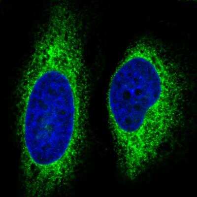 Immunocytochemistry/ Immunofluorescence: gp96/HSP90B1/GRP94 Antibody (CL2647) [NBP2-42379]