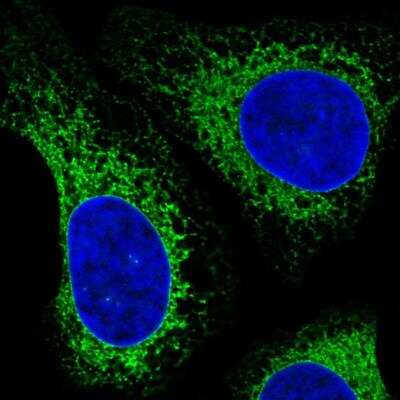 Immunocytochemistry/ Immunofluorescence: gp96/HSP90B1/GRP94 Antibody (CL2647) [NBP2-42379]