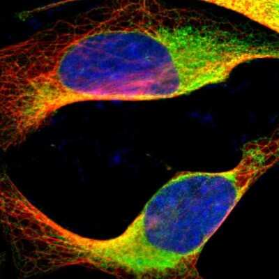 Immunocytochemistry/ Immunofluorescence: gp96/HSP90B1/GRP94 Antibody [NBP1-81803]