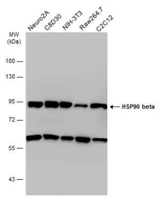 Western Blot: gp96/HSP90B1/GRP94 Antibody [NBP1-32118]