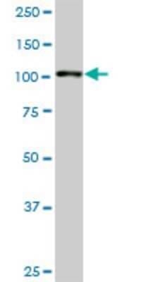 Western Blot: gtf3c3 Antibody (2D8) [H00009330-M01]