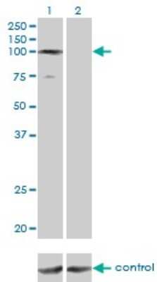 Western Blot: gtf3c3 Antibody (3D9) [H00009330-M02]