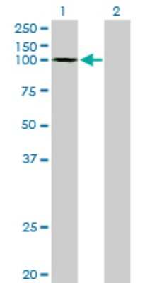 Western Blot: gtf3c3 Antibody (3D9) [H00009330-M02]