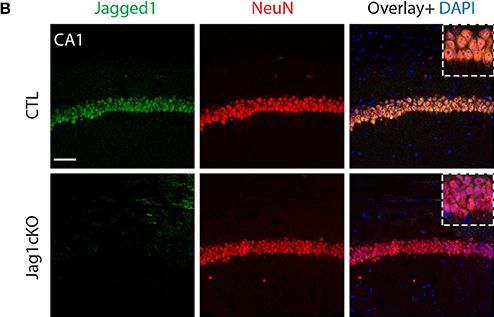 Jagged 1 Antibody (1E12)