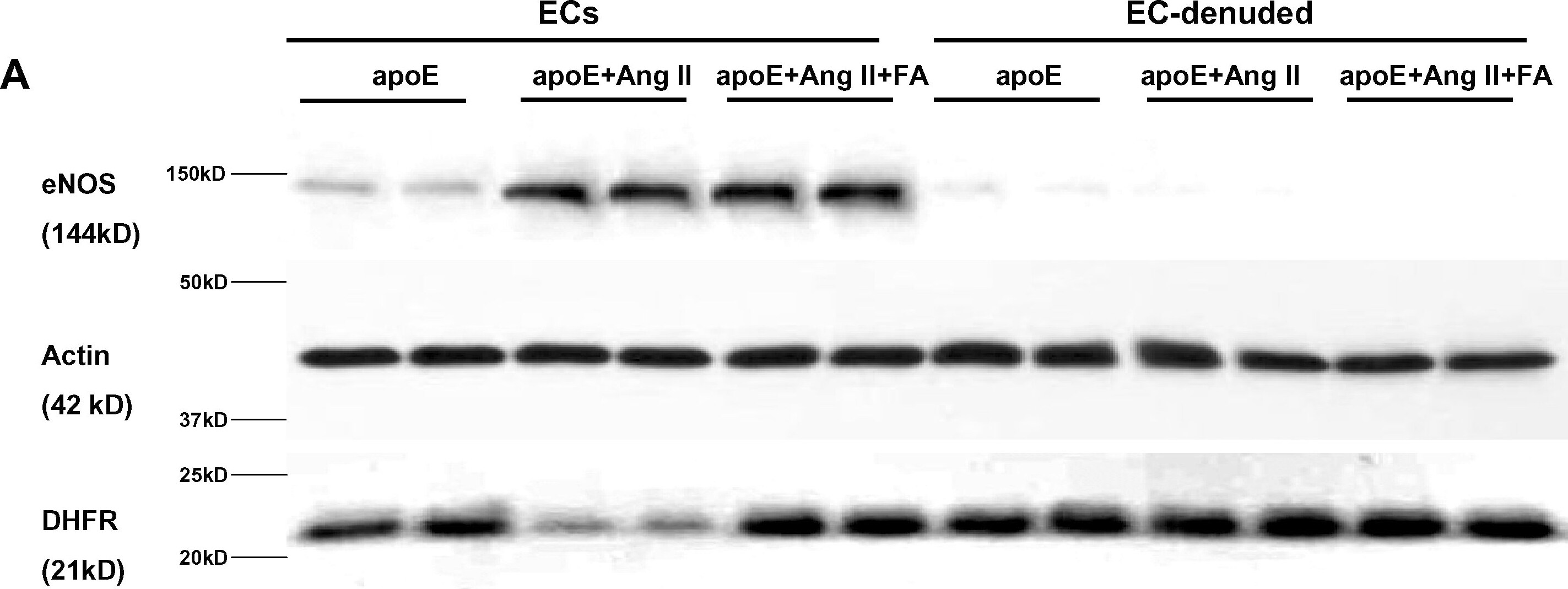 Dihydrofolate Reductase/DHFR Antibody (2B10)