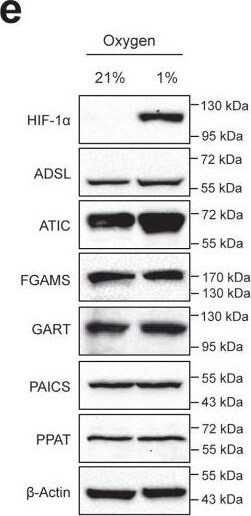 GART Antibody (4D6-1D5)