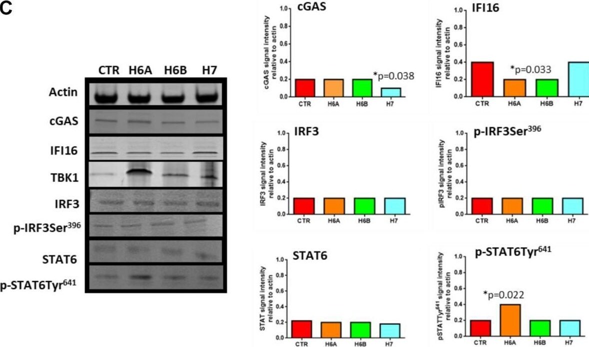 IFI16 Antibody (2E3) - Azide and BSA Free