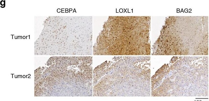 LOXL1 Antibody - Azide and BSA Free