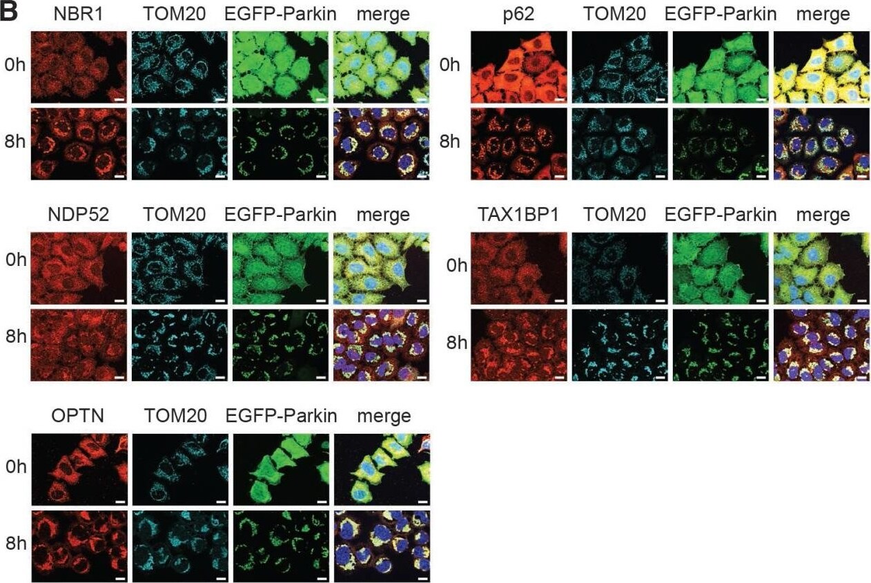 NBR1 Antibody (6B11)