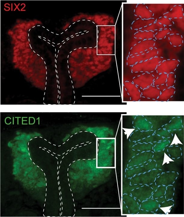 CITED1 Antibody (5H6)