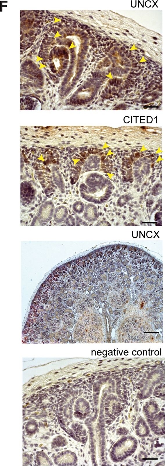 CITED1 Antibody (5H6)