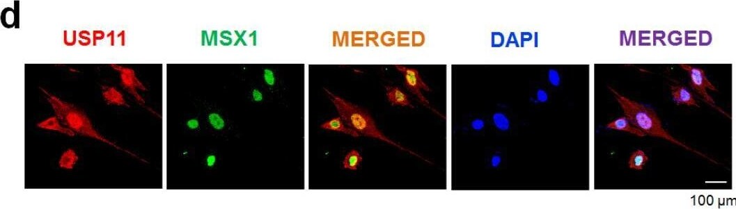 MSX1 Antibody (1E2) - Azide and BSA Free