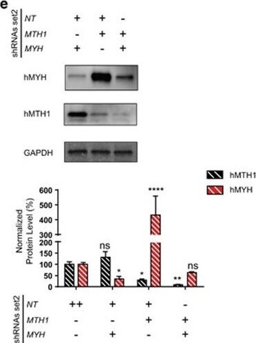 MYH Antibody (4D10)