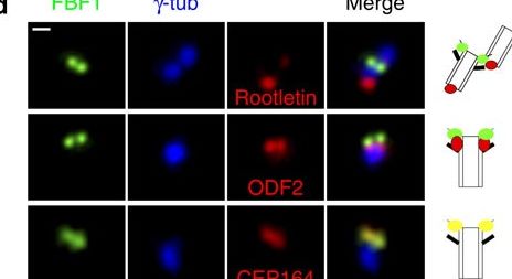 ODF2 Antibody (1A1)