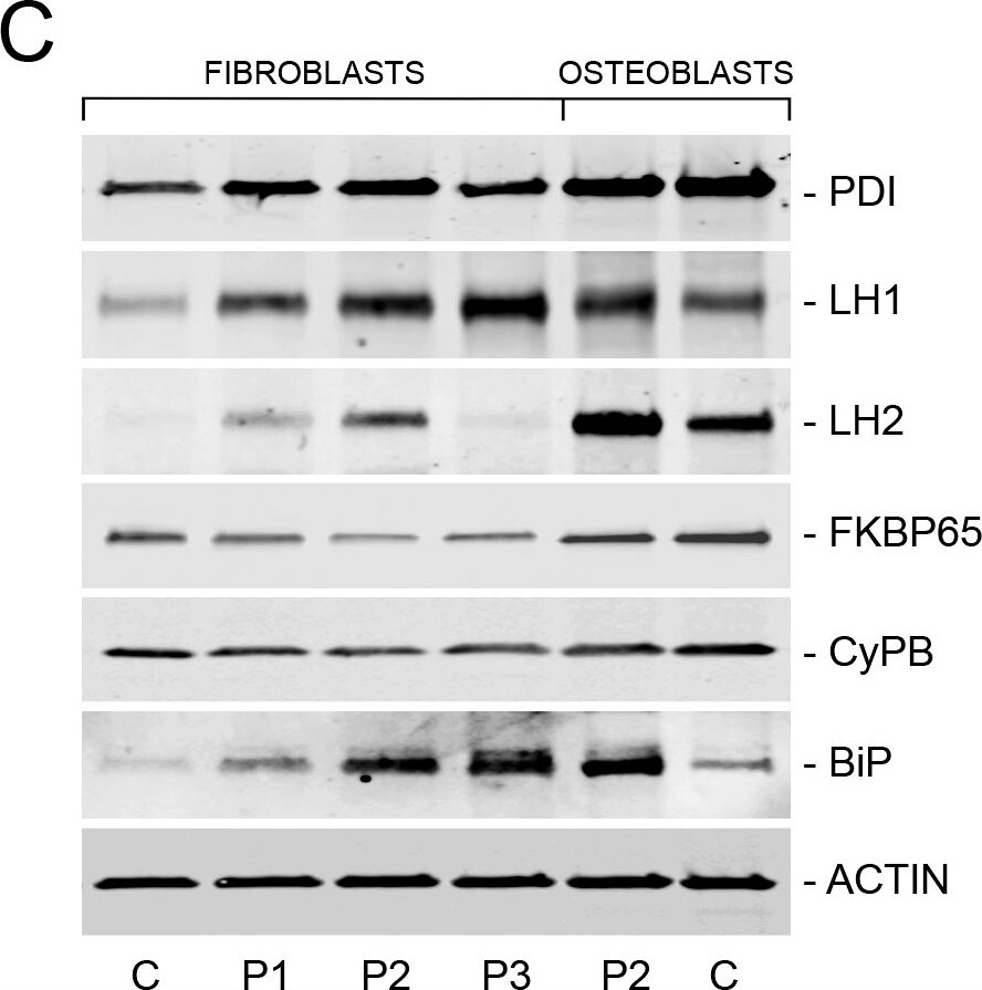 Protein Disulfide Isomerase/P4HB Antibody
