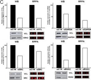 RGS2 Antibody (4C4)