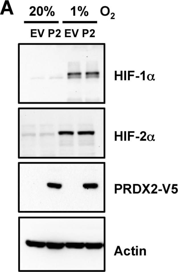 Peroxiredoxin 2 Antibody (4E10-2D2)