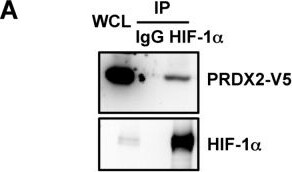 Peroxiredoxin 2 Antibody (4E10-2D2)